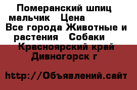 Померанский шпиц, мальчик › Цена ­ 35 000 - Все города Животные и растения » Собаки   . Красноярский край,Дивногорск г.